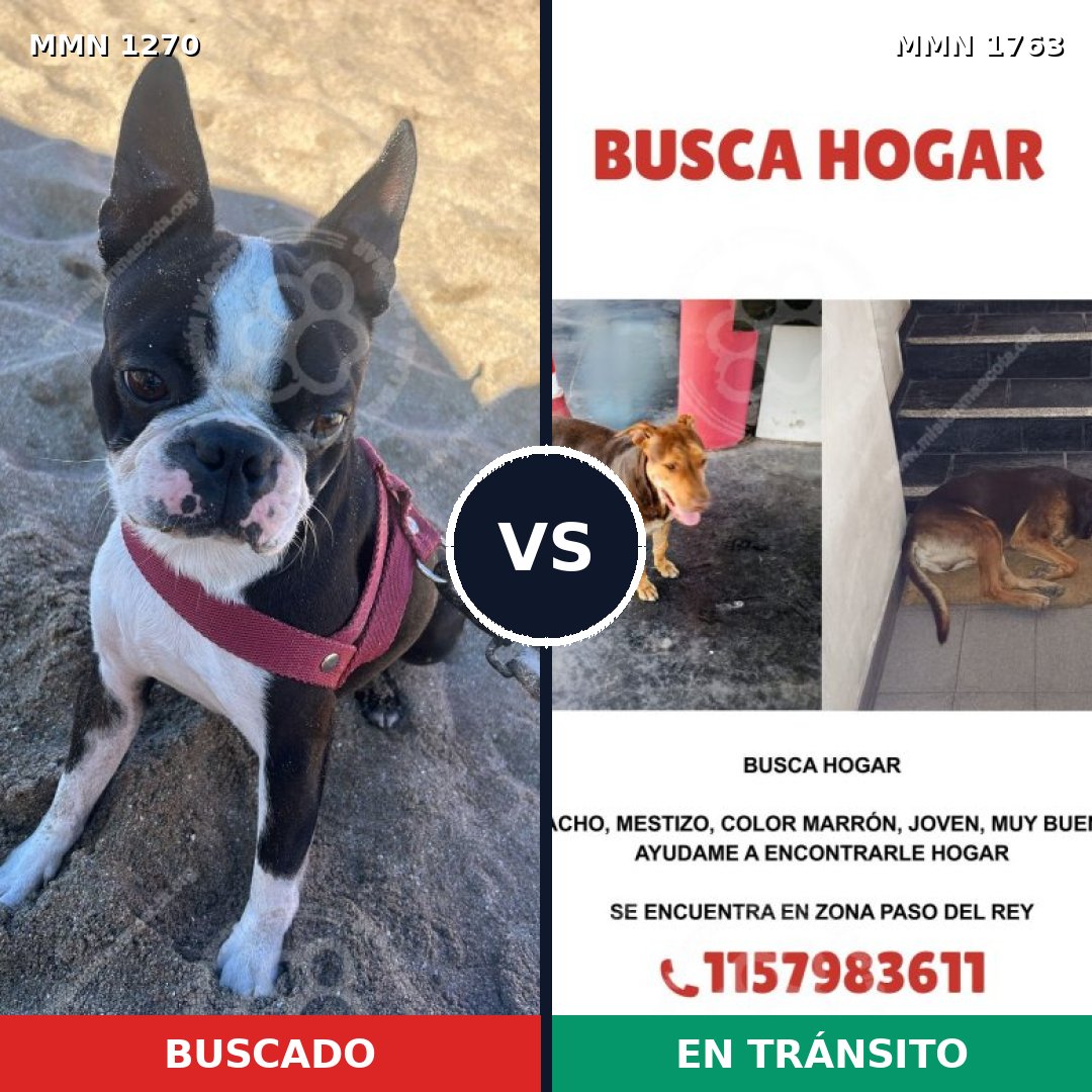 Comparativa MMS 39201: mascota perdida y mascota encontrada, 23% de similitud
