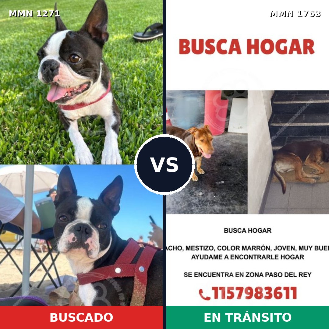 Comparativa MMS 39202: mascota perdida y mascota encontrada, 22% de similitud