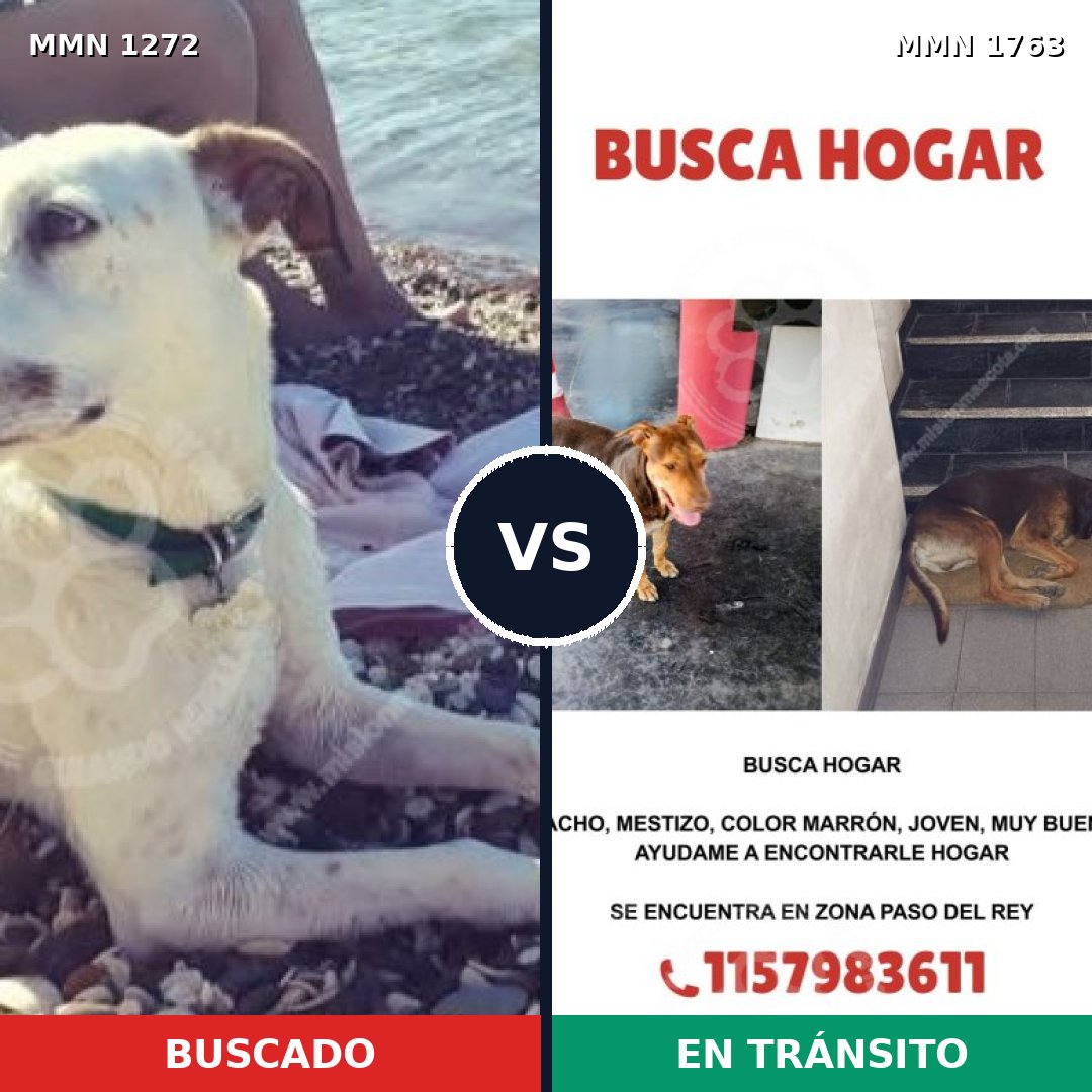 Comparativa MMS 39203: mascota perdida y mascota encontrada, 54% de similitud