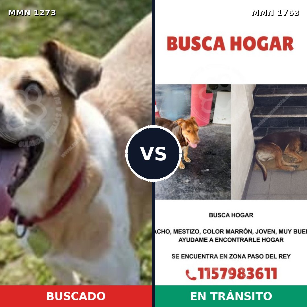 Comparativa MMS 39204: mascota perdida y mascota encontrada, 55% de similitud