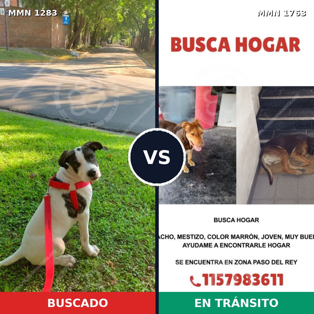 Comparativa MMS 39205: mascota perdida y mascota encontrada, 49% de similitud