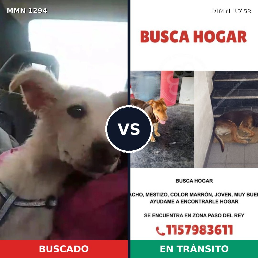 Comparativa MMS 39207: mascota perdida y mascota encontrada, 60% de similitud