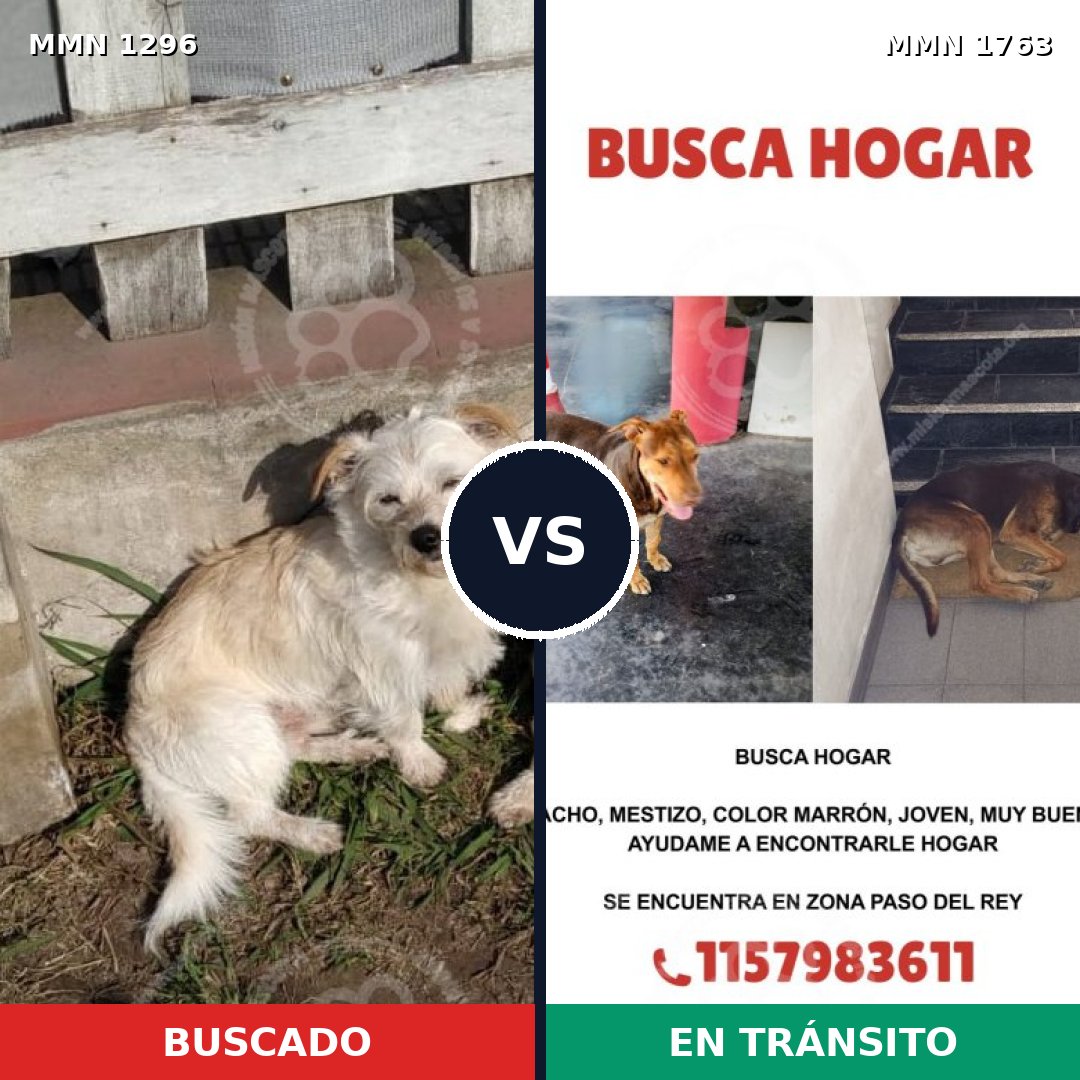 Comparativa MMS 39208: mascota perdida y mascota encontrada, 50% de similitud