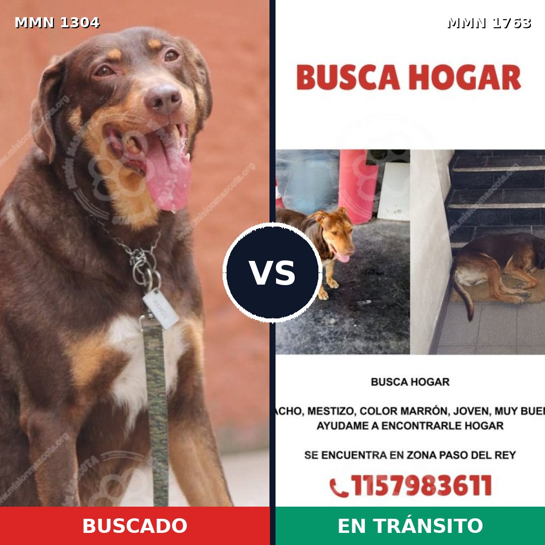 Comparativa MMS 39210: mascota perdida y mascota encontrada, 64% de similitud