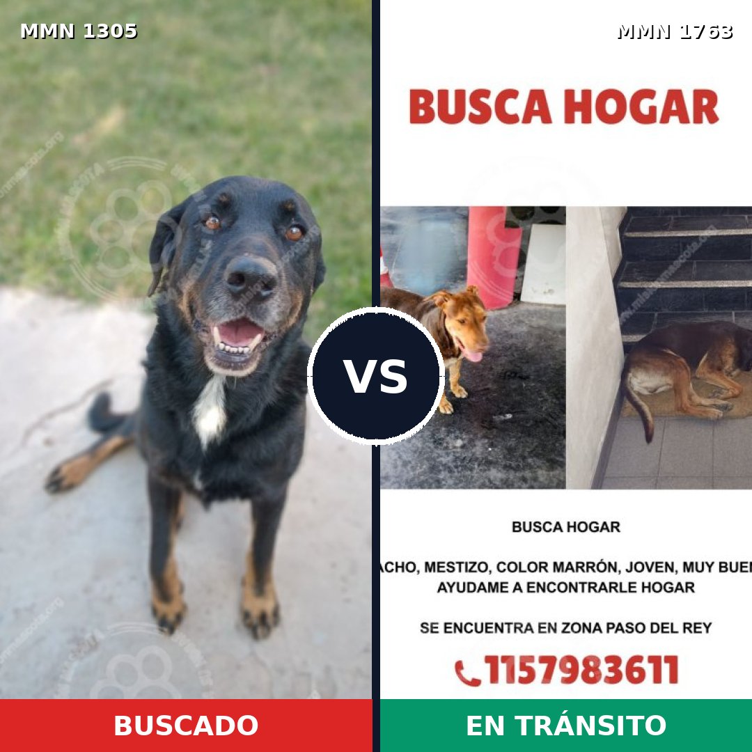 Comparativa MMS 39211: mascota perdida y mascota encontrada, 70% de similitud