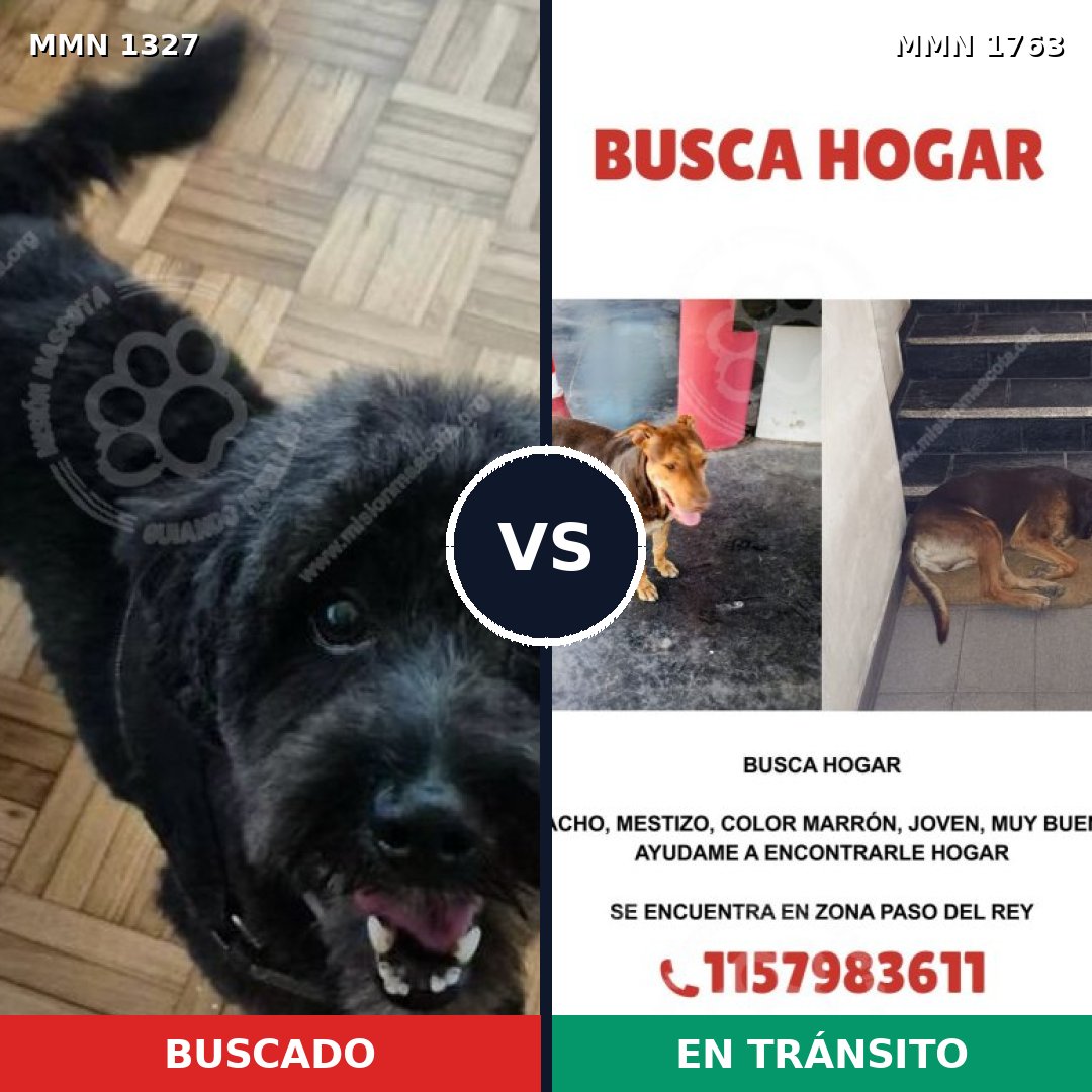 Comparativa MMS 39212: mascota perdida y mascota encontrada, 55% de similitud