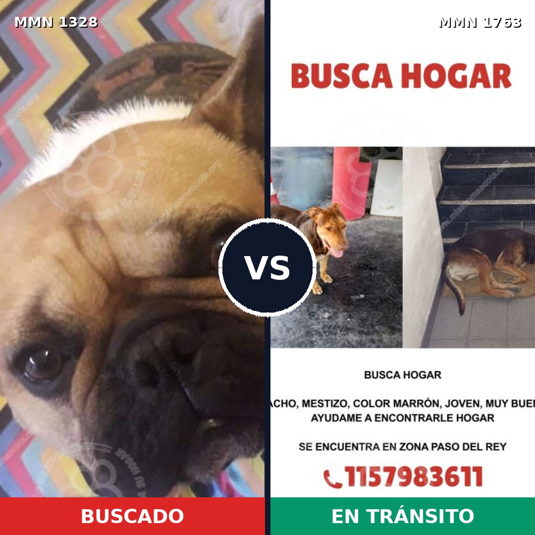 Comparativa MMS 39213: mascota perdida y mascota encontrada, 33% de similitud