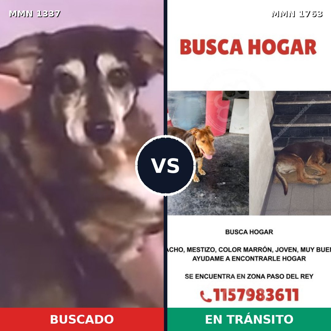 Comparativa MMS 39214: mascota perdida y mascota encontrada, 61% de similitud