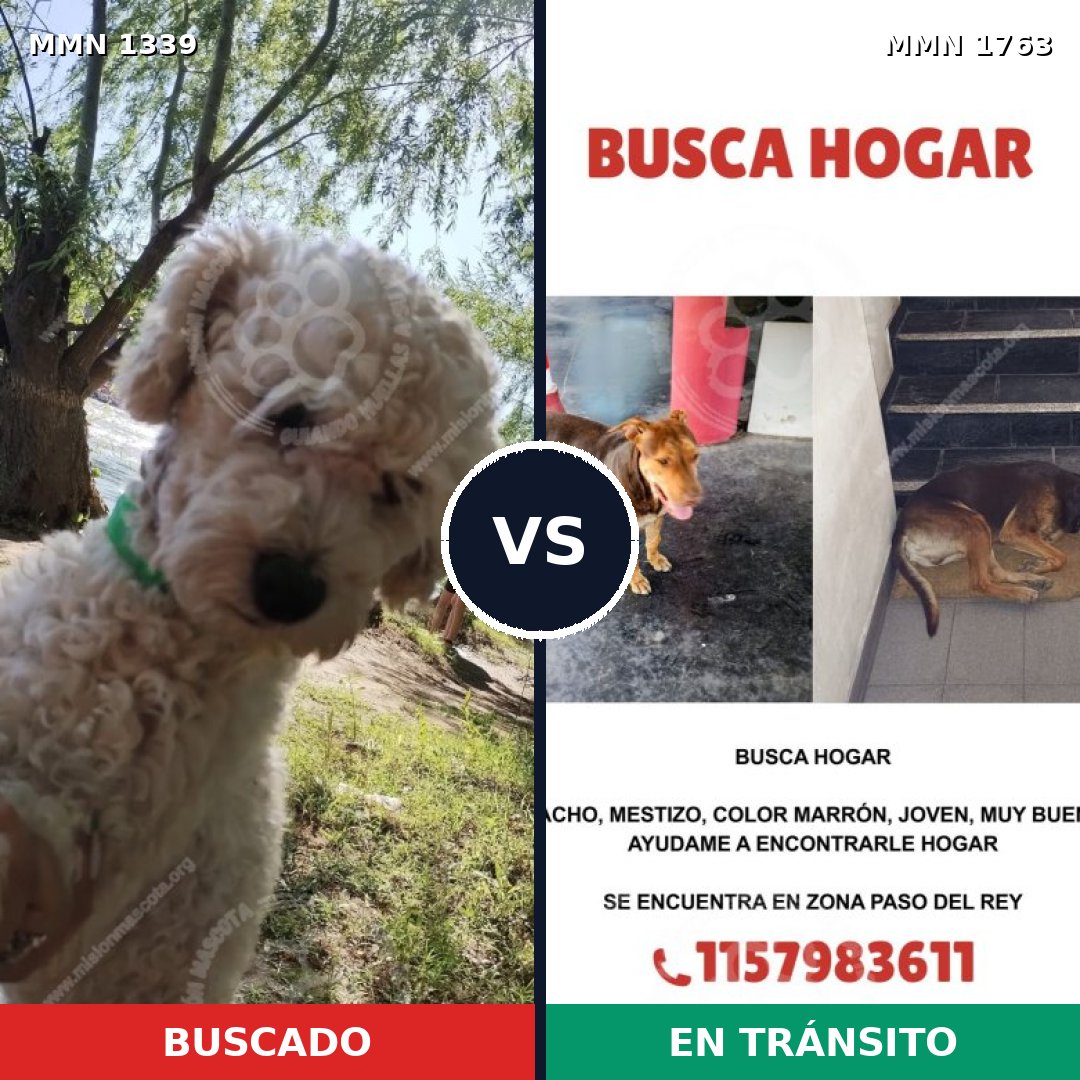 Comparativa MMS 39215: mascota perdida y mascota encontrada, 24% de similitud