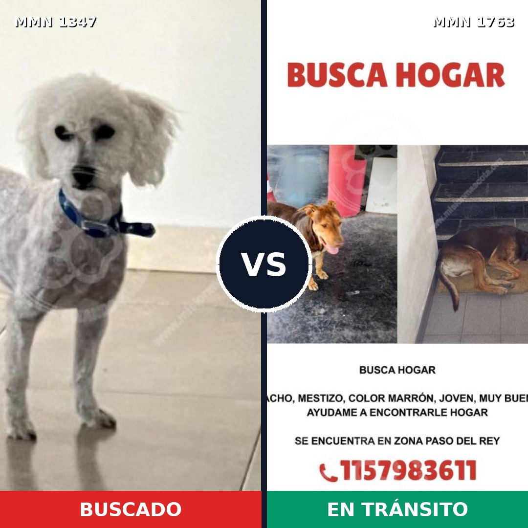Comparativa MMS 39216: mascota perdida y mascota encontrada, 22% de similitud