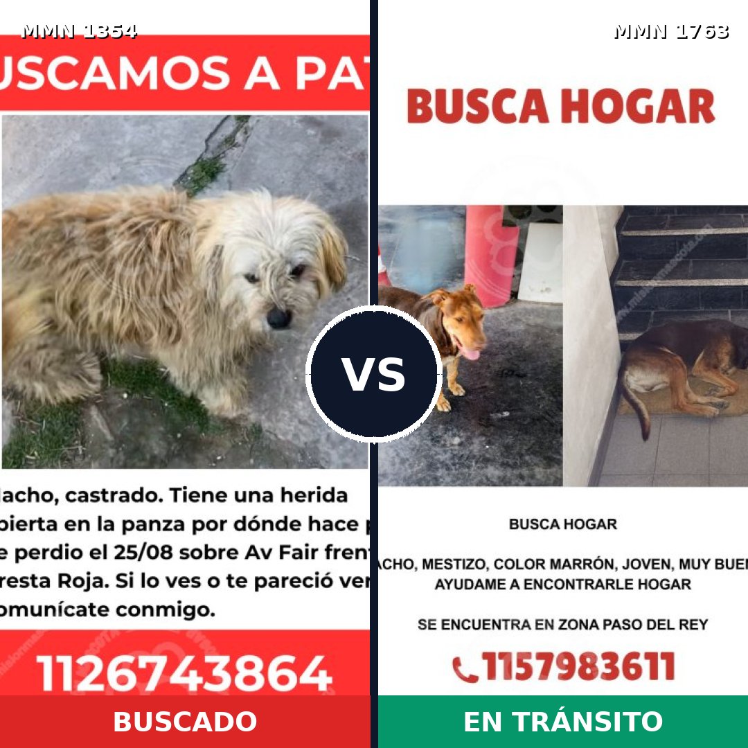 Comparativa MMS 39217: mascota perdida y mascota encontrada, 62% de similitud