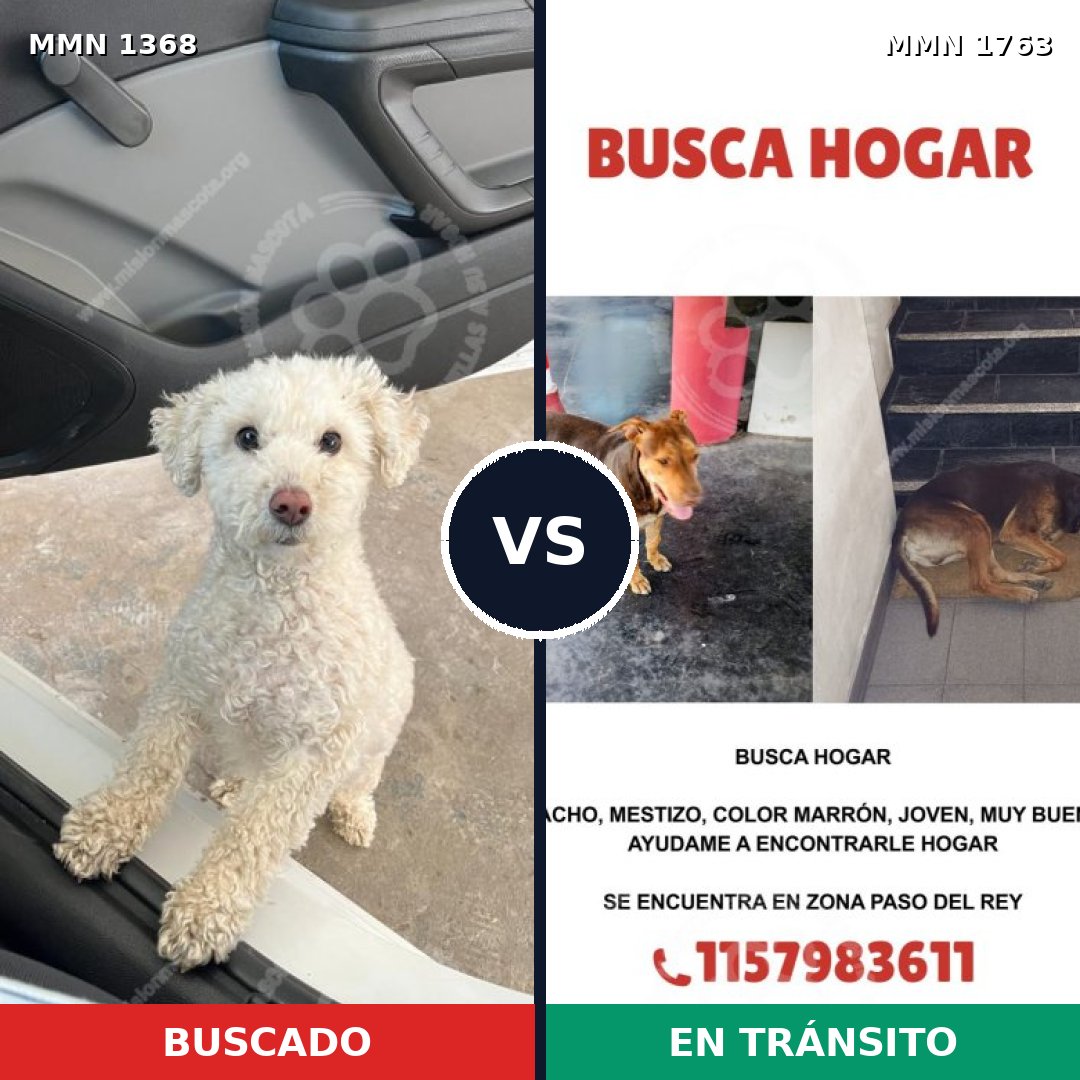 Comparativa MMS 39219: mascota perdida y mascota encontrada, 28% de similitud