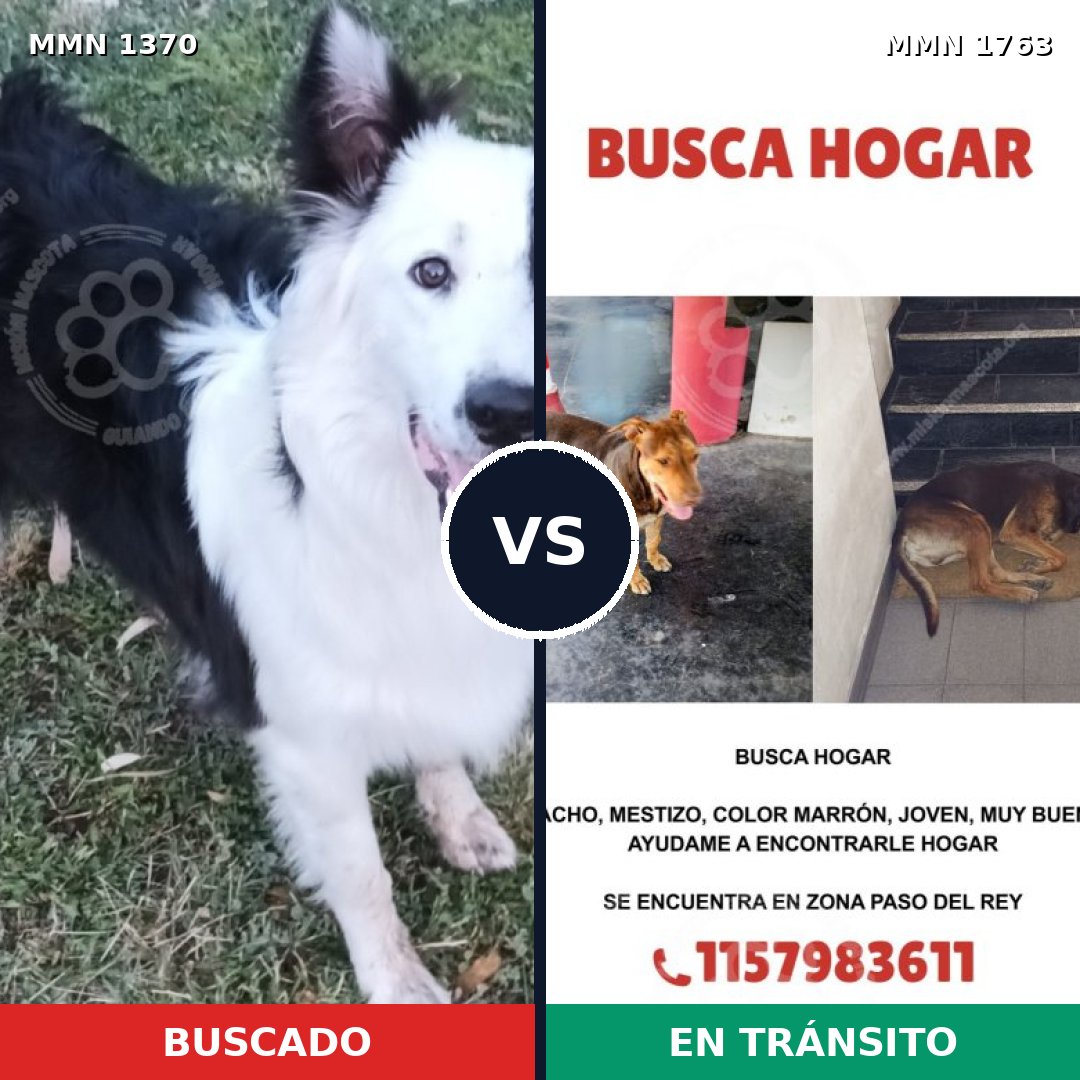 Comparativa MMS 39220: mascota perdida y mascota encontrada, 44% de similitud