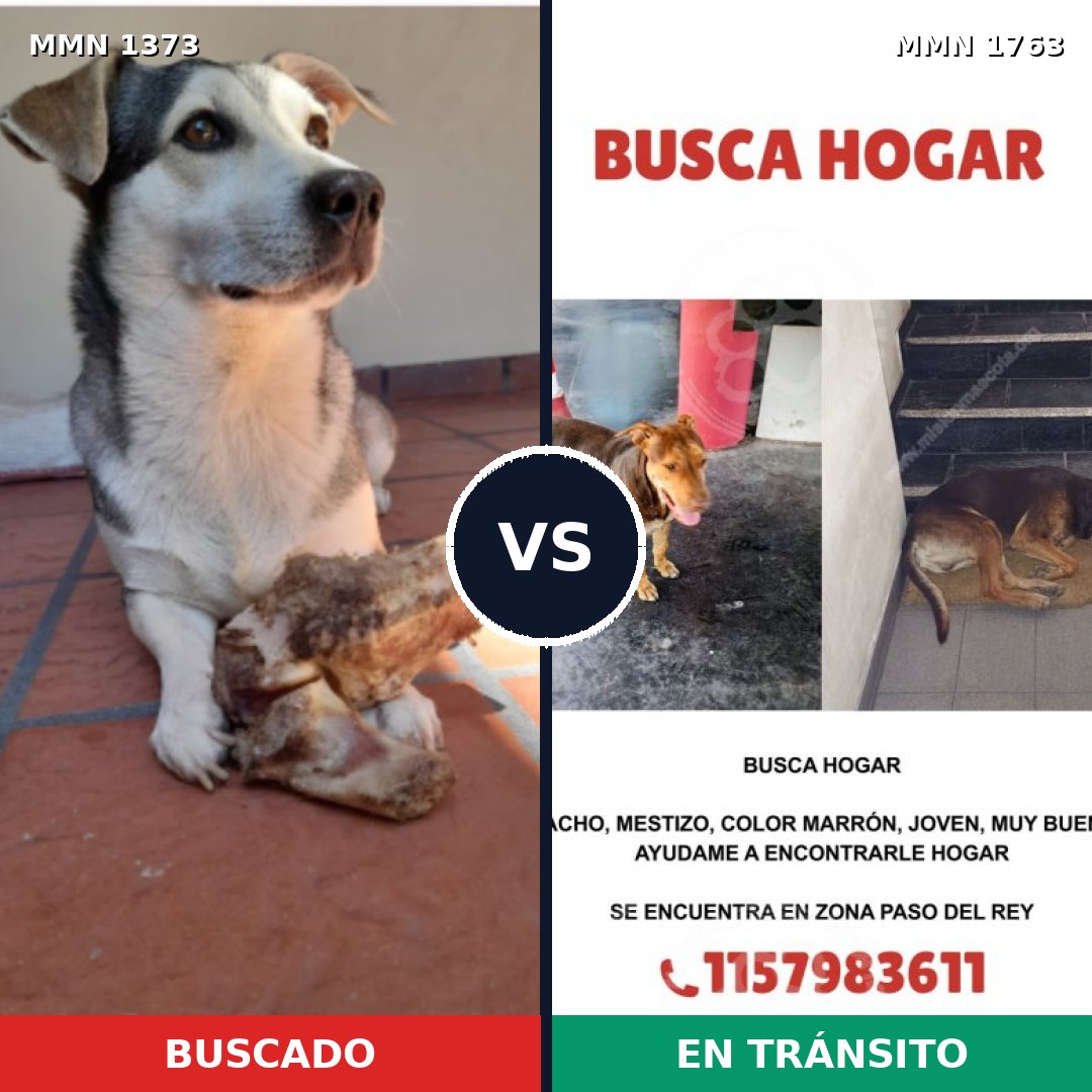 Comparativa MMS 39221: mascota perdida y mascota encontrada, 48% de similitud