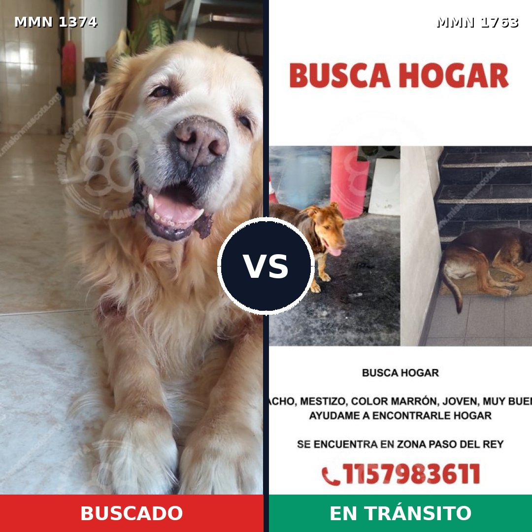 Comparativa MMS 39222: mascota perdida y mascota encontrada, 45% de similitud