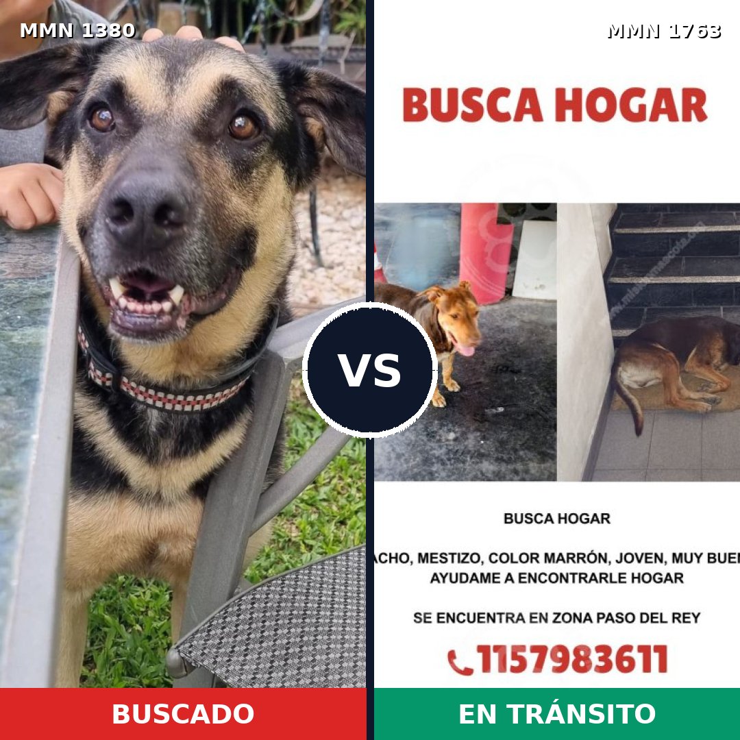Comparativa MMS 39224: mascota perdida y mascota encontrada, 64% de similitud