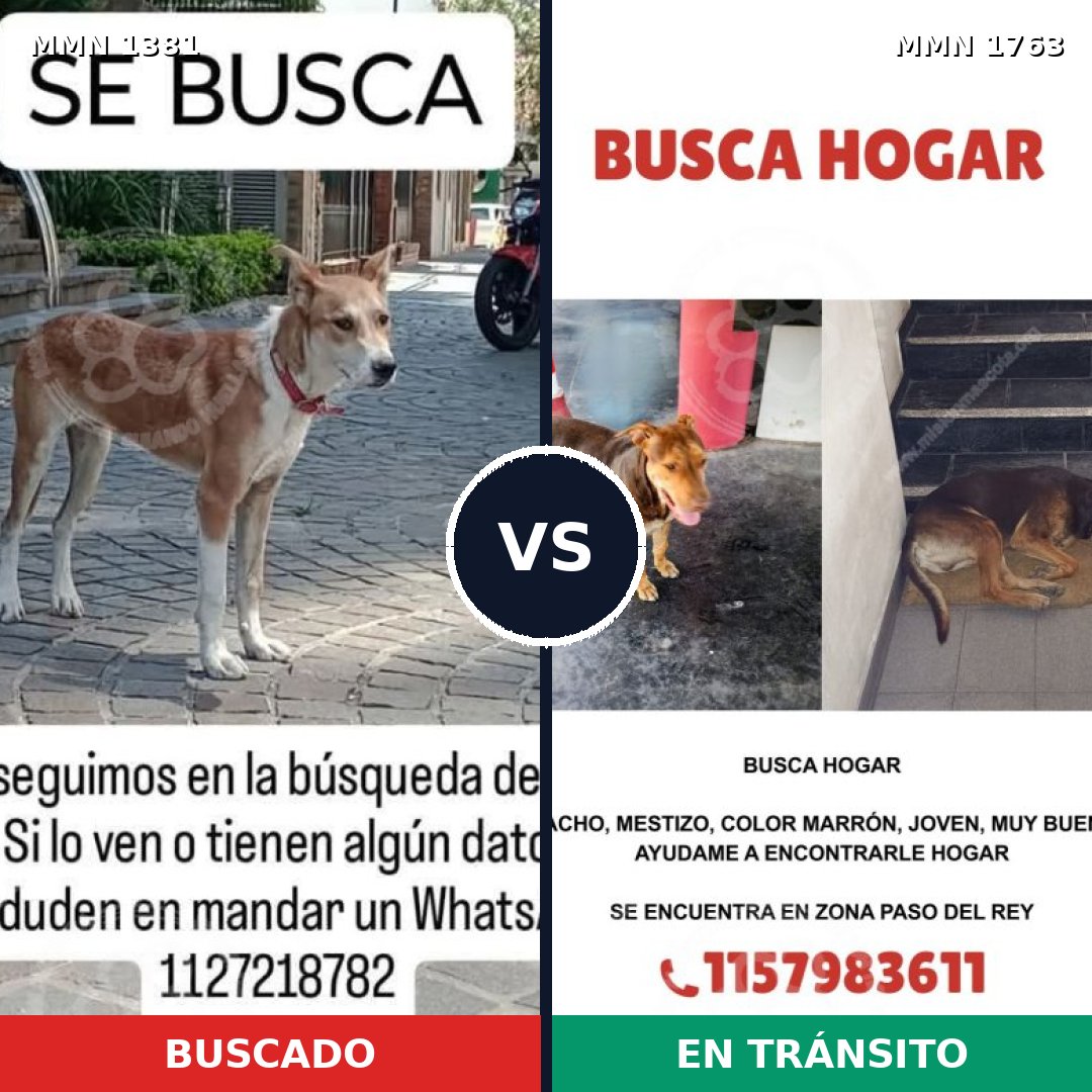 Comparativa MMS 39225: mascota perdida y mascota encontrada, 67% de similitud