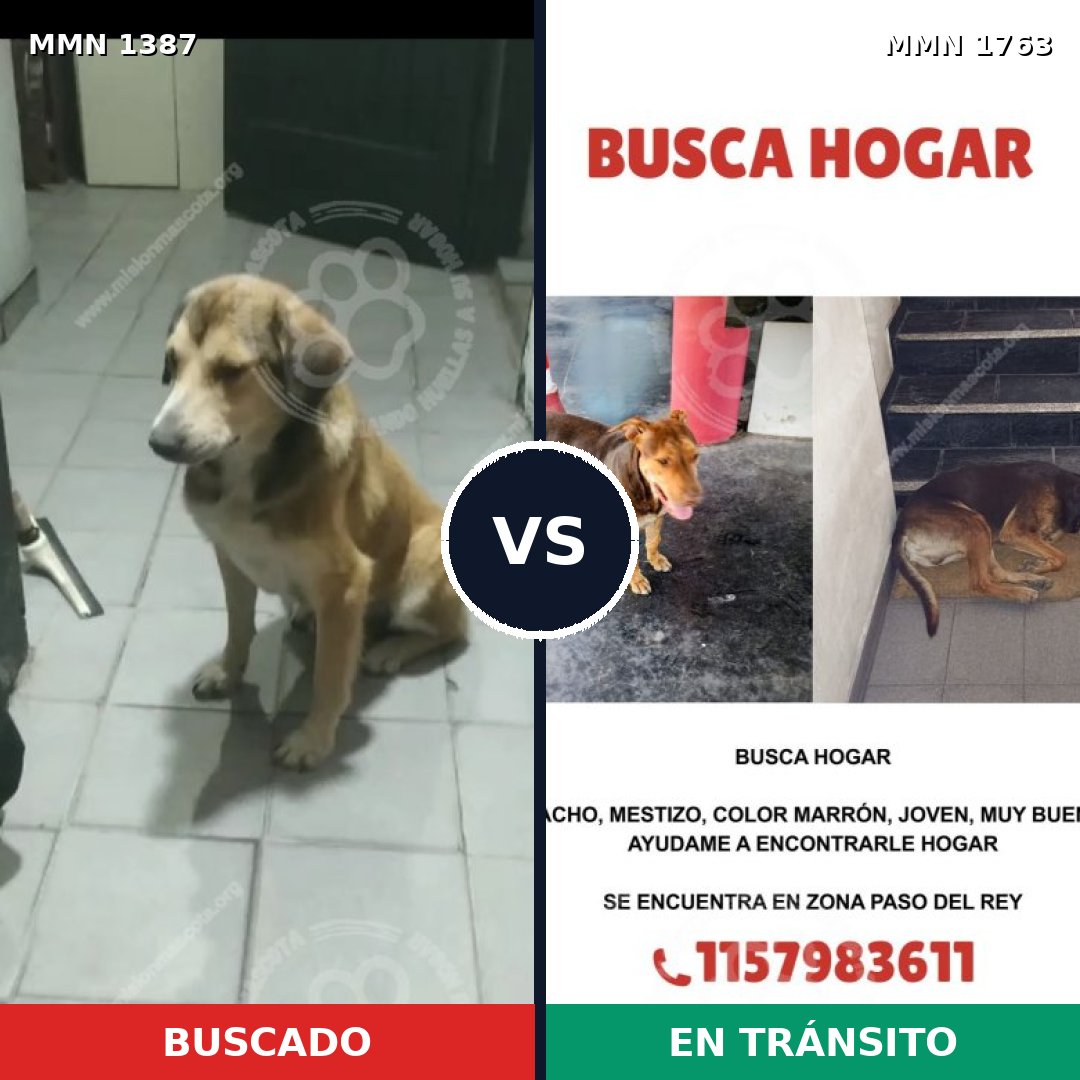 Comparativa MMS 39226: mascota perdida y mascota encontrada, 54% de similitud
