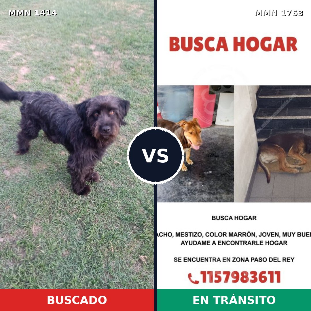 Comparativa MMS 39228: mascota perdida y mascota encontrada, 40% de similitud