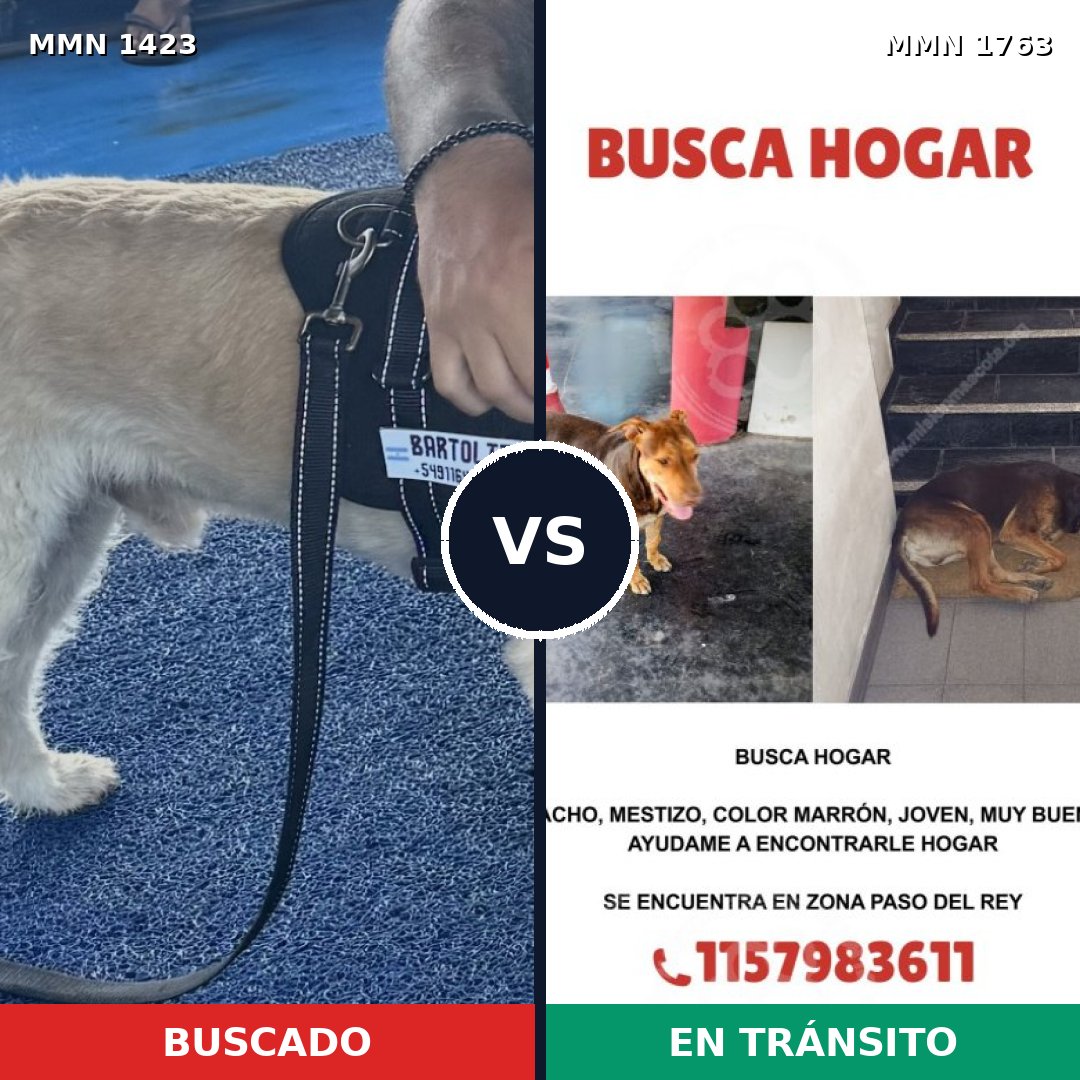 Comparativa MMS 39229: mascota perdida y mascota encontrada, 64% de similitud