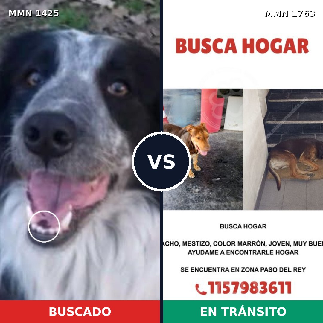 Comparativa MMS 39230: mascota perdida y mascota encontrada, 30% de similitud