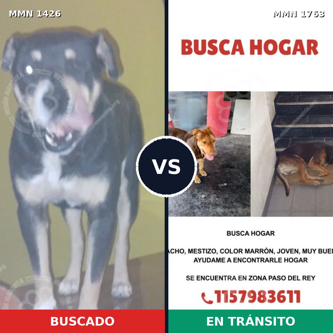 Comparativa MMS 39231: mascota perdida y mascota encontrada, 53% de similitud