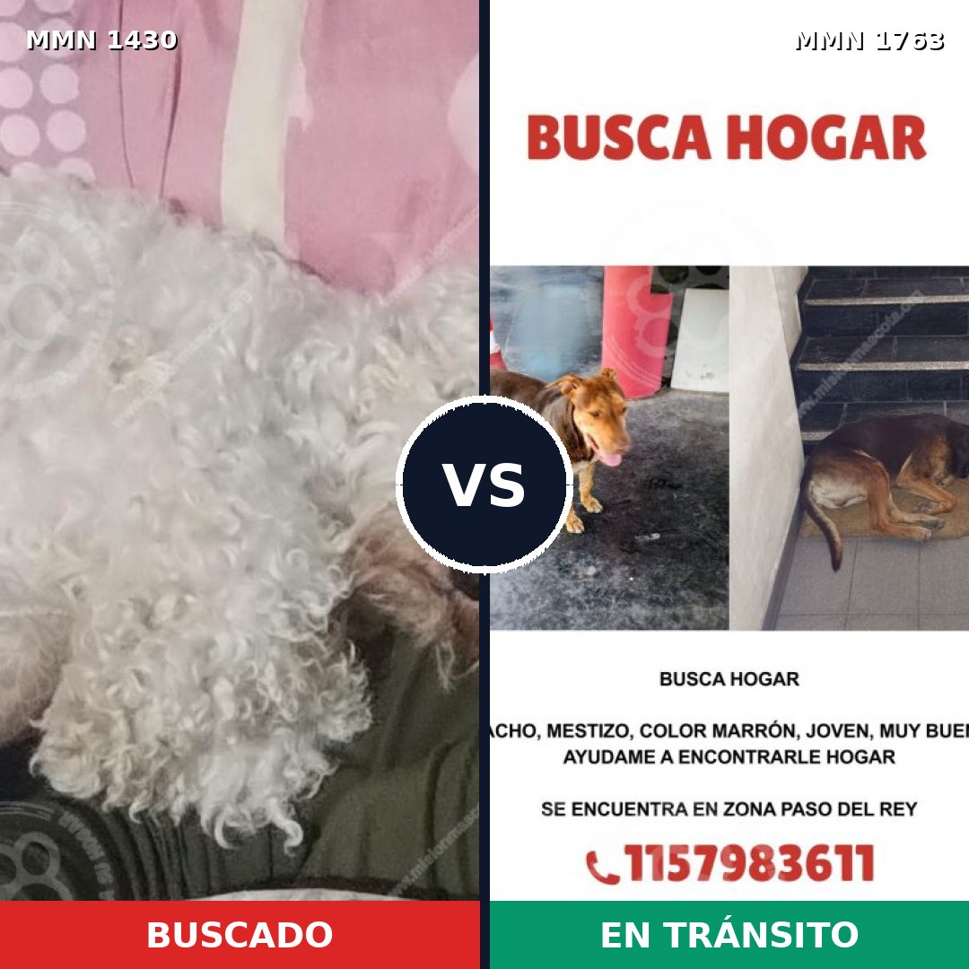 Comparativa MMS 39232: mascota perdida y mascota encontrada, 26% de similitud