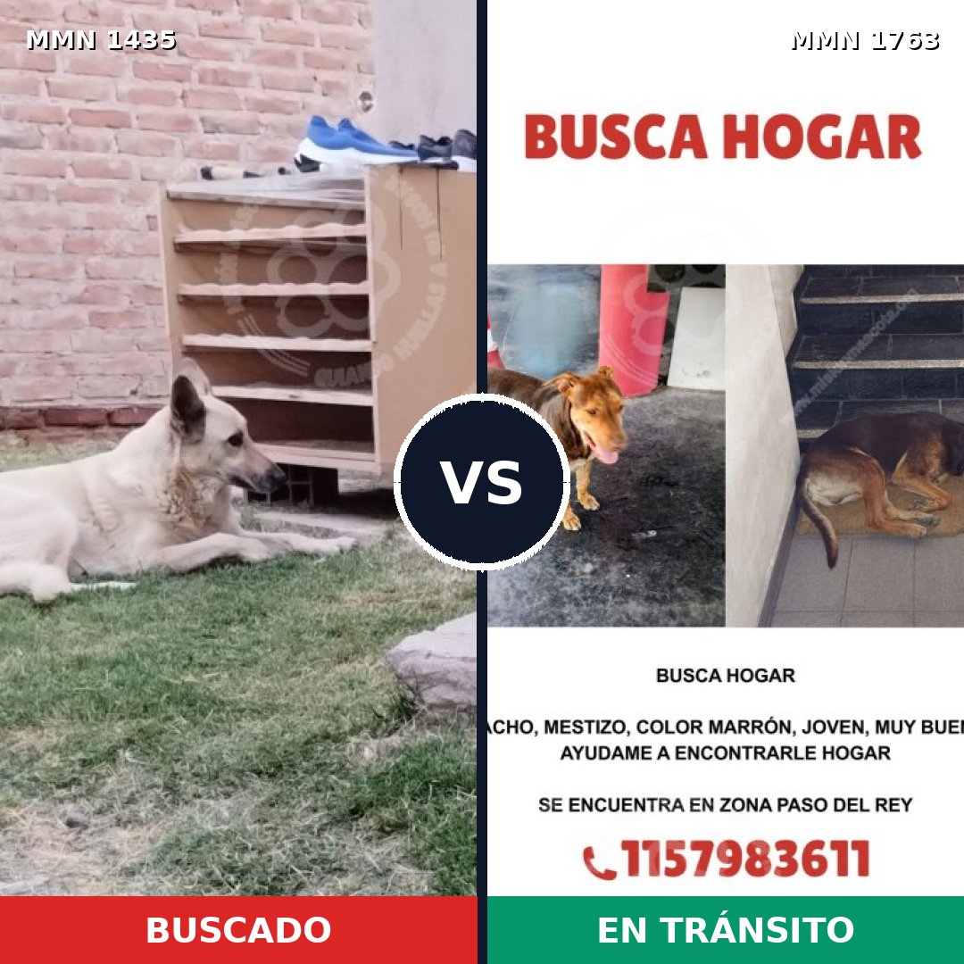 Comparativa MMS 39233: mascota perdida y mascota encontrada, 68% de similitud