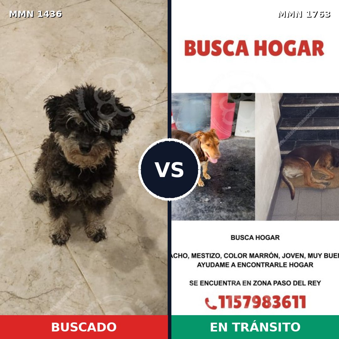 Comparativa MMS 39234: mascota perdida y mascota encontrada, 50% de similitud