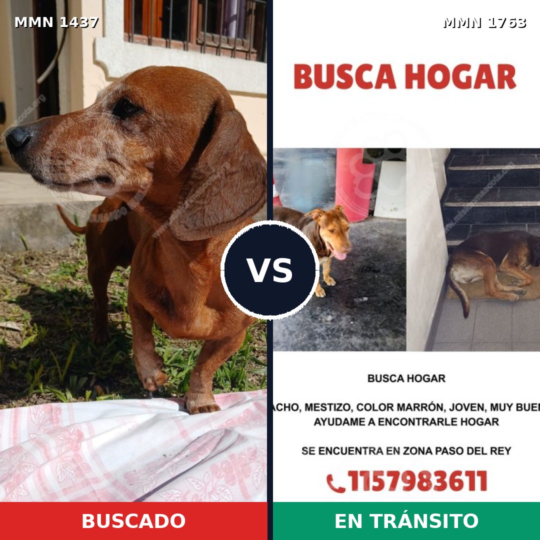 Comparativa MMS 39235: mascota perdida y mascota encontrada, 23% de similitud