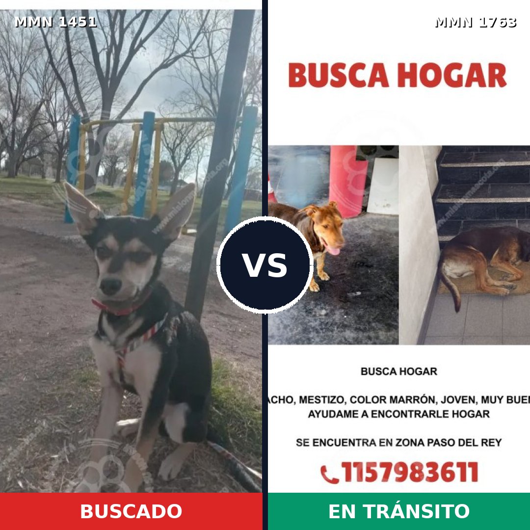 Comparativa MMS 39238: mascota perdida y mascota encontrada, 53% de similitud