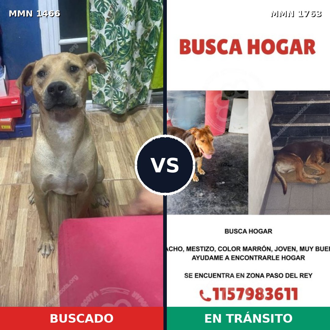 Comparativa MMS 39240: mascota perdida y mascota encontrada, 61% de similitud