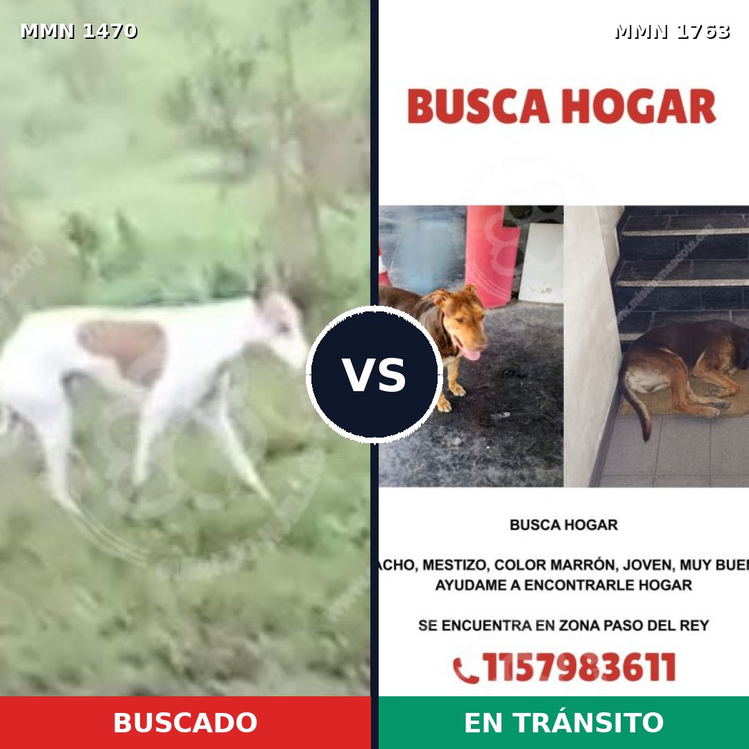 Comparativa MMS 39241: mascota perdida y mascota encontrada, 37% de similitud