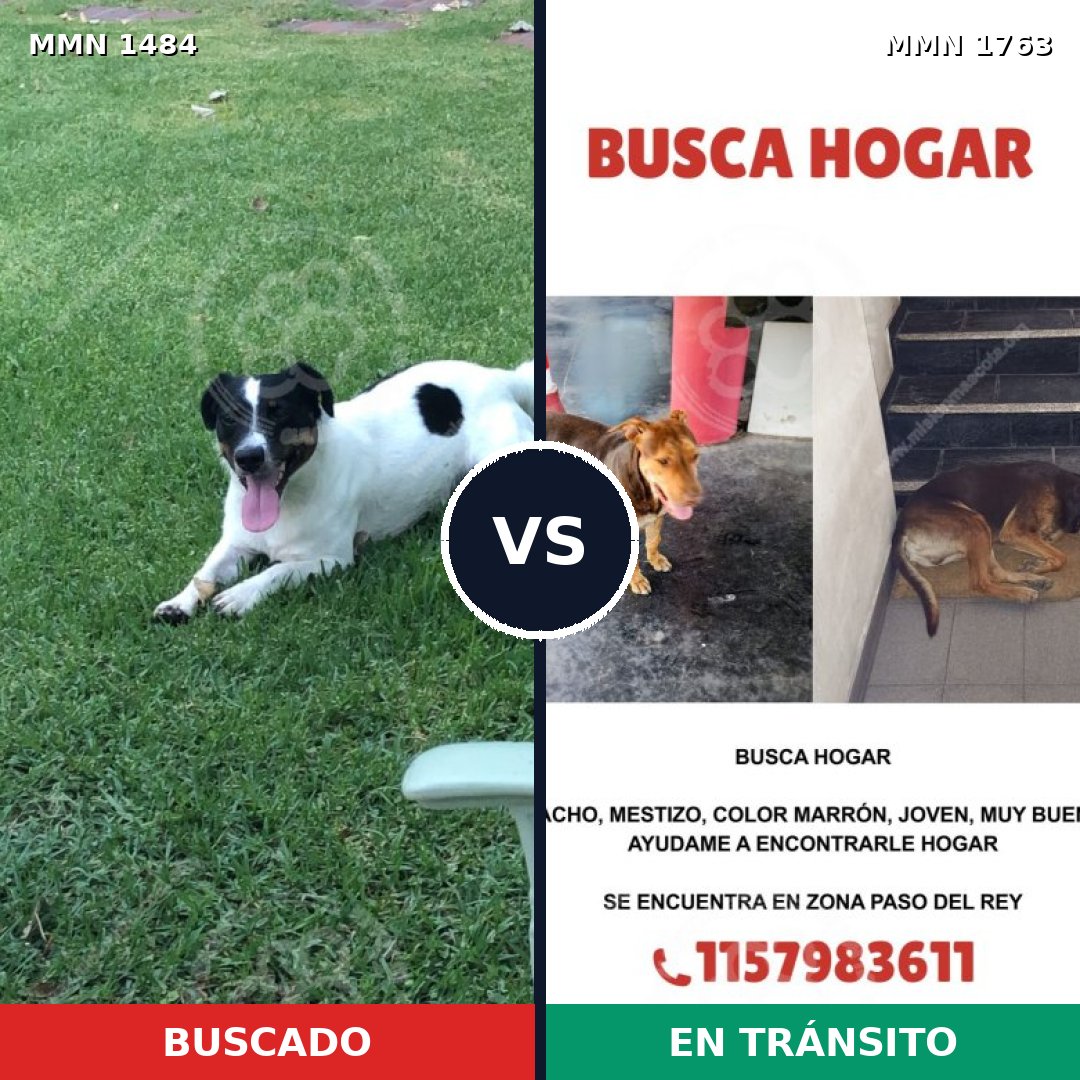 Comparativa MMS 39243: mascota perdida y mascota encontrada, 24% de similitud