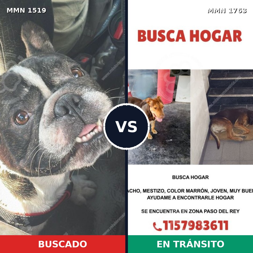 Comparativa MMS 39244: mascota perdida y mascota encontrada, 29% de similitud