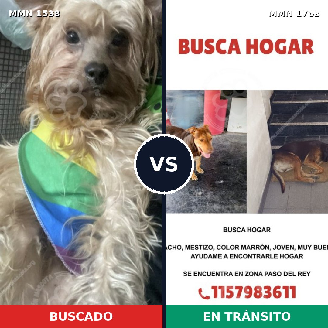 Comparativa MMS 39245: mascota perdida y mascota encontrada, 45% de similitud