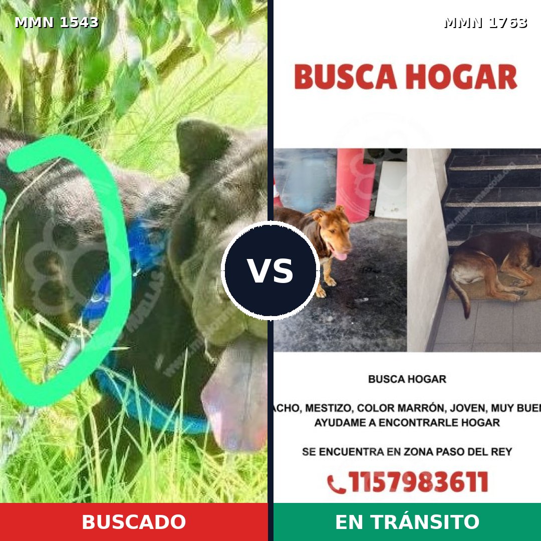 Comparativa MMS 39246: mascota perdida y mascota encontrada, 28% de similitud