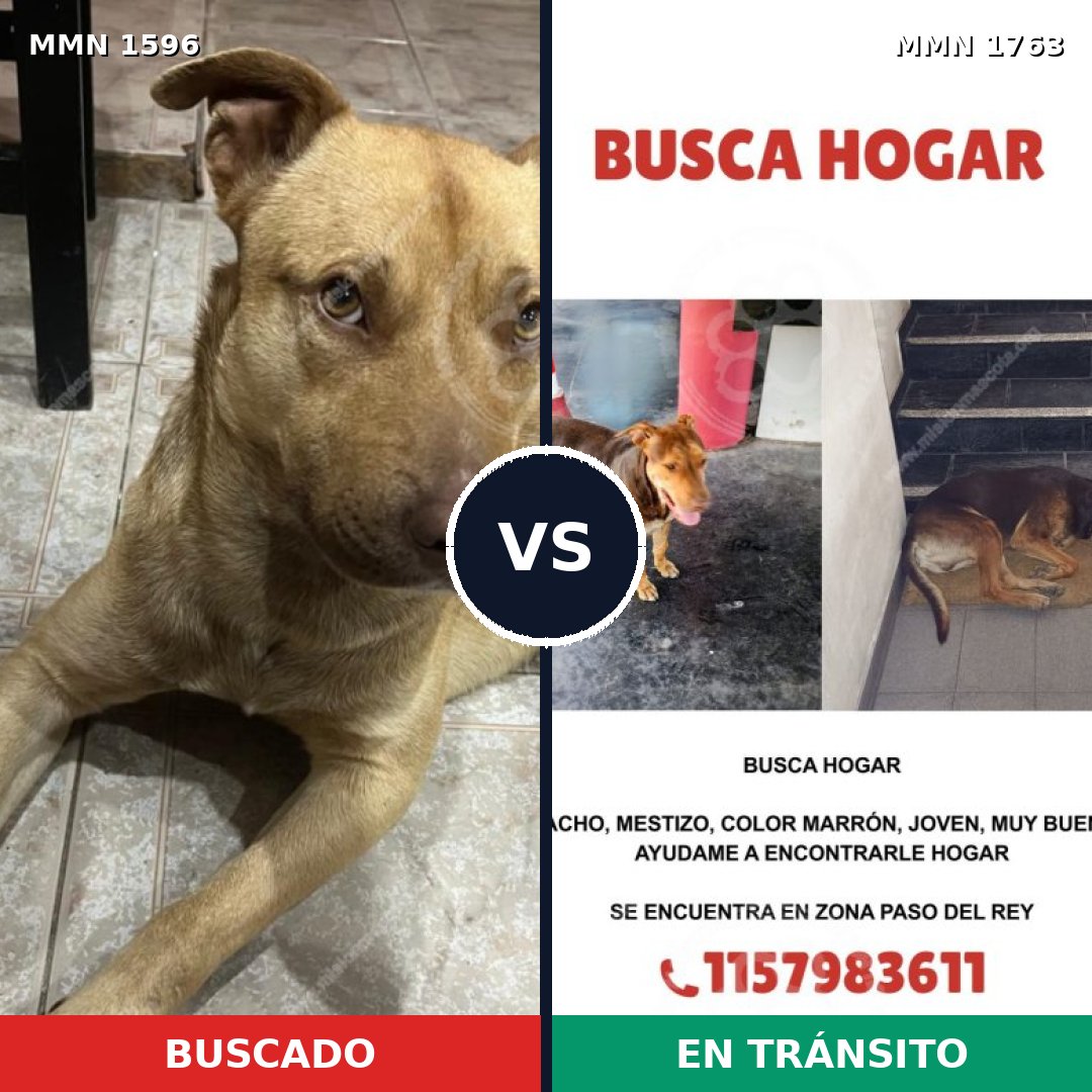 Comparativa MMS 39248: mascota perdida y mascota encontrada, 70% de similitud