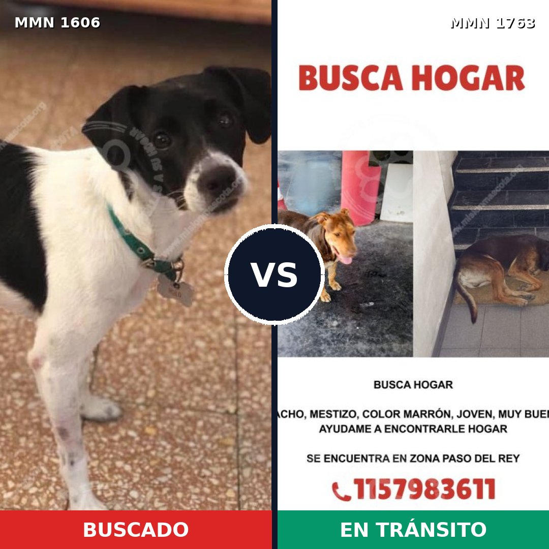 Comparativa MMS 39249: mascota perdida y mascota encontrada, 45% de similitud