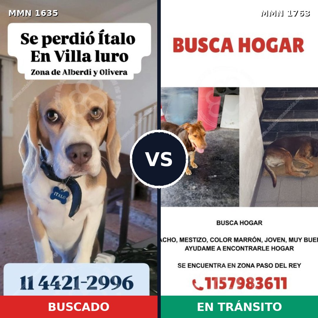 Comparativa MMS 39251: mascota perdida y mascota encontrada, 25% de similitud