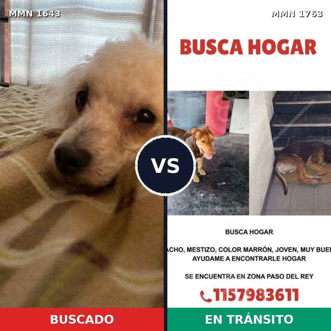 Comparativa MMS 39252: mascota perdida y mascota encontrada, 25% de similitud