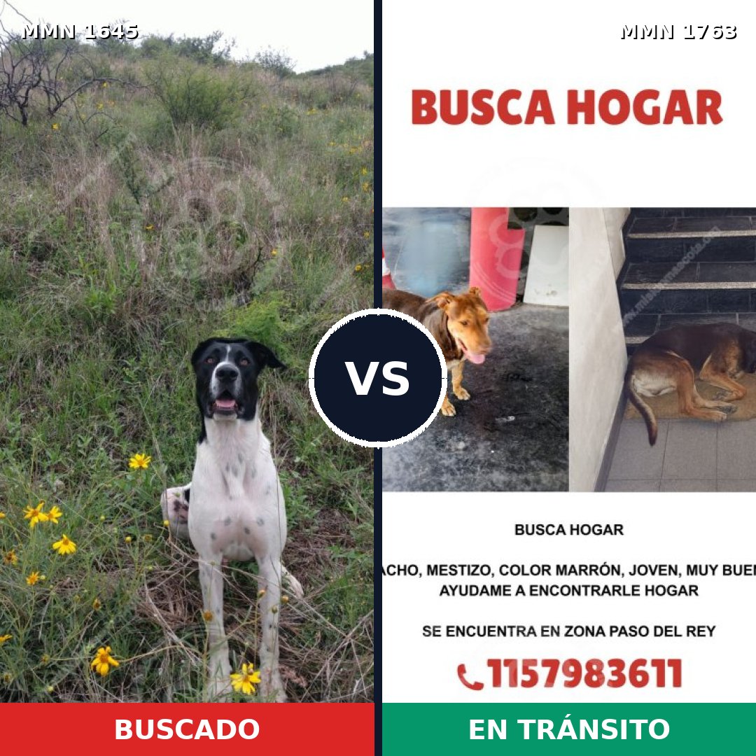 Comparativa MMS 39253: mascota perdida y mascota encontrada, 52% de similitud