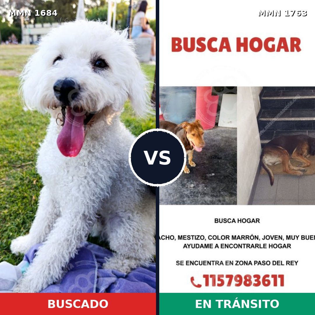 Comparativa MMS 39254: mascota perdida y mascota encontrada, 26% de similitud