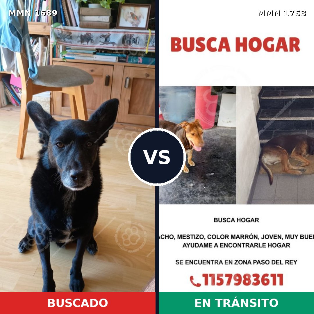 Comparativa MMS 39255: mascota perdida y mascota encontrada, 56% de similitud