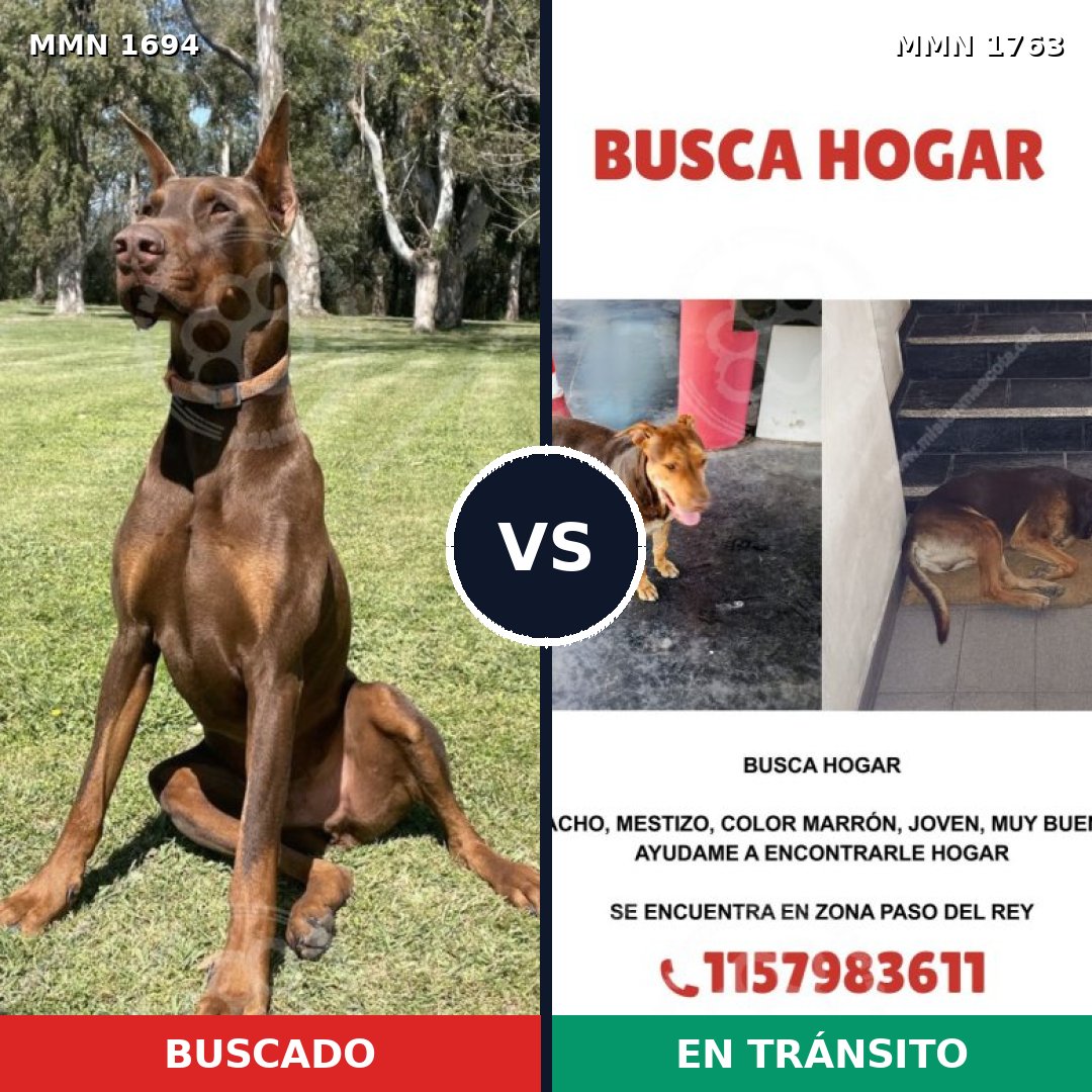 Comparativa MMS 39256: mascota perdida y mascota encontrada, 48% de similitud