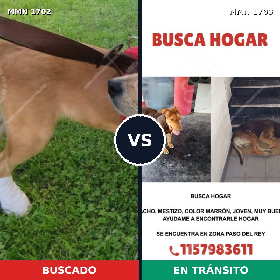 Comparativa MMS 39257: mascota perdida y mascota encontrada, 64% de similitud
