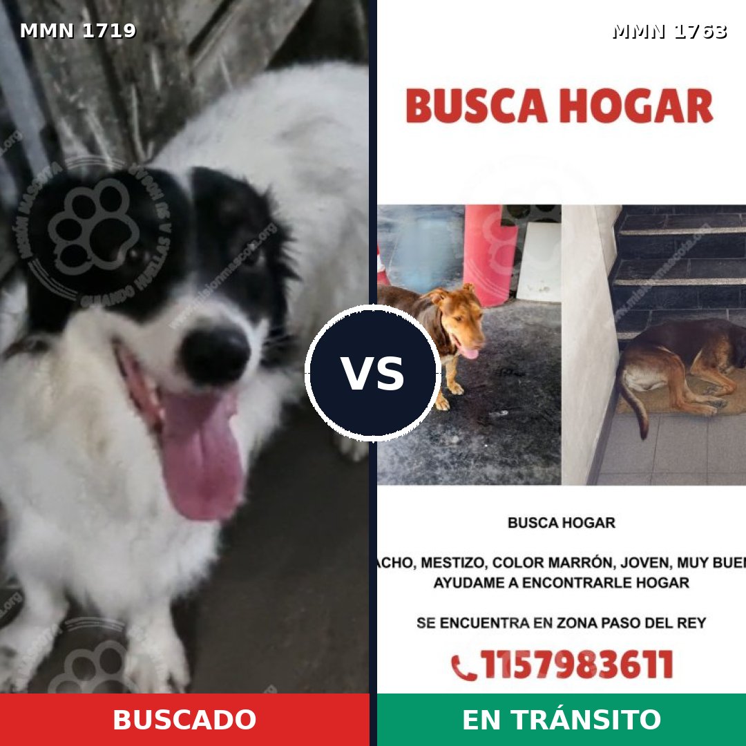 Comparativa MMS 39258: mascota perdida y mascota encontrada, 63% de similitud