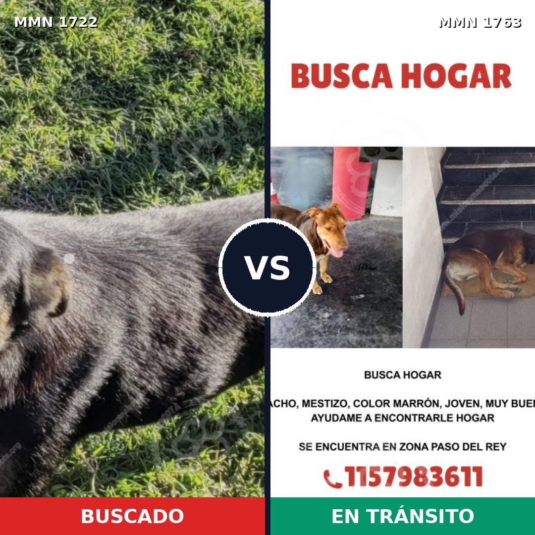 Comparativa MMS 39259: mascota perdida y mascota encontrada, 58% de similitud