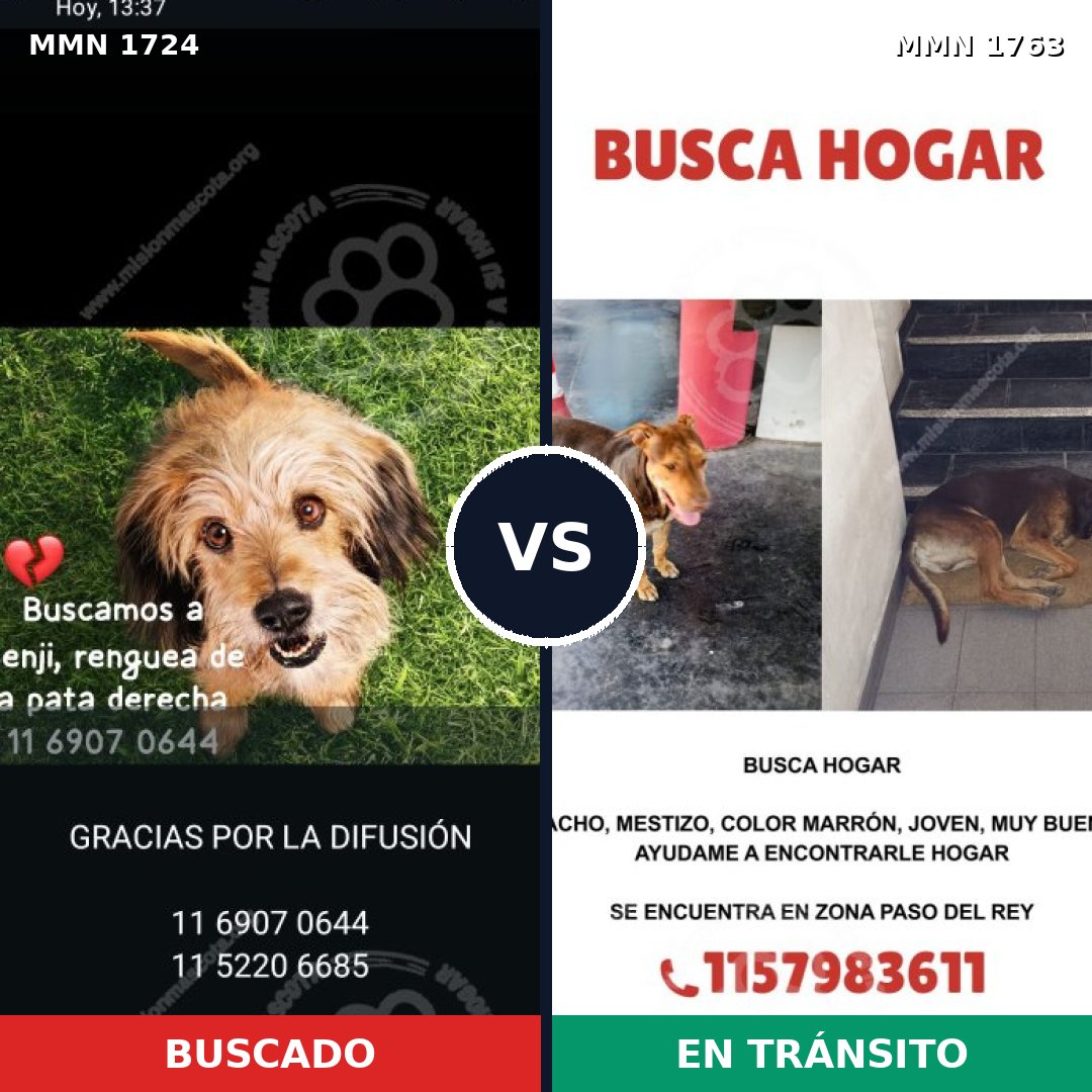 Comparativa MMS 39260: mascota perdida y mascota encontrada, 51% de similitud