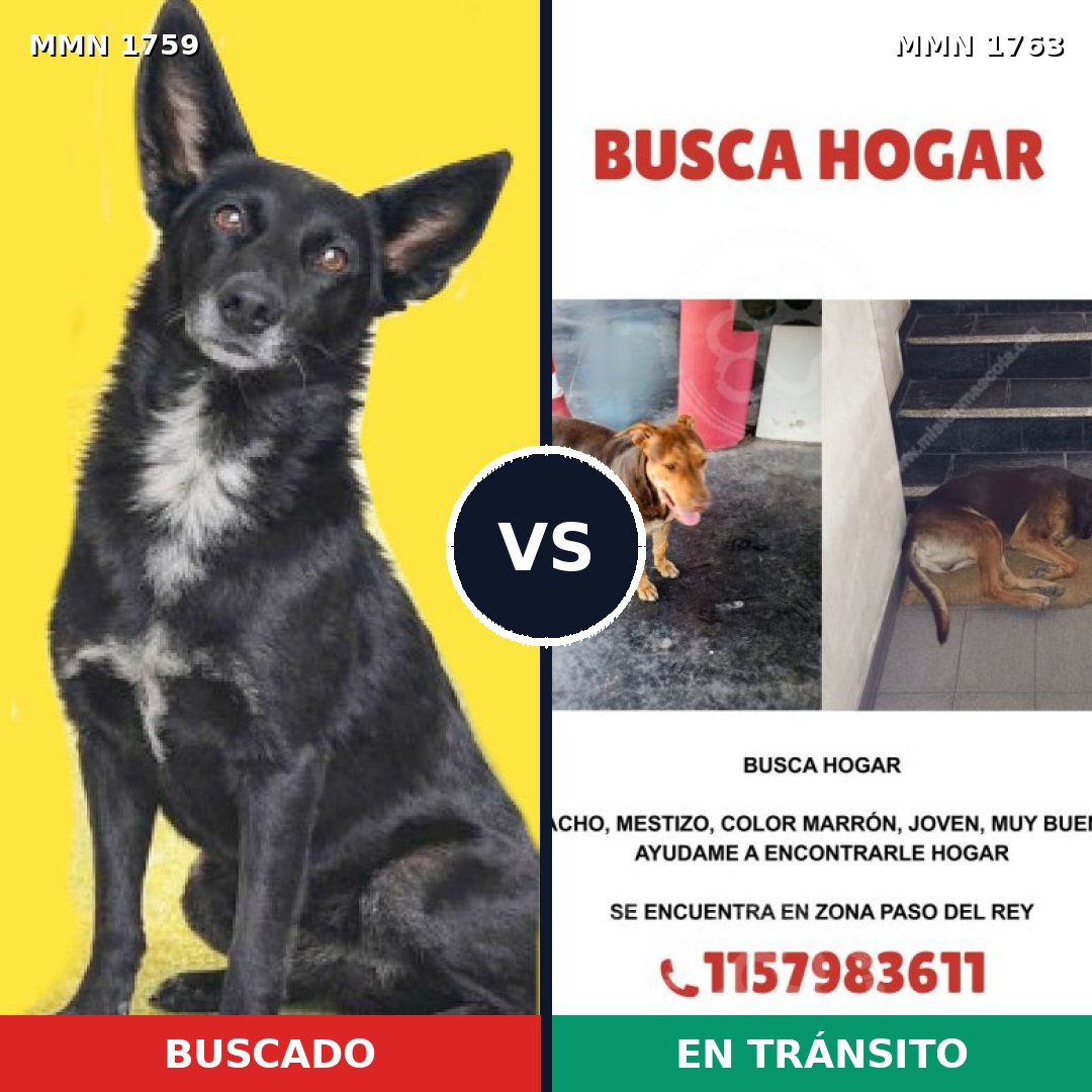 Comparativa MMS 39262: mascota perdida y mascota encontrada, 62% de similitud